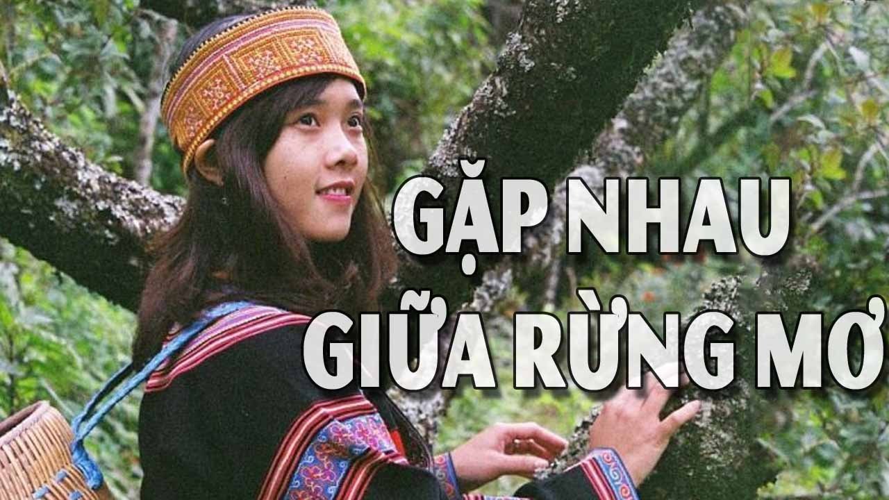 Khám Phá Lời Bài Hát Gặp Nhau Giữa Rừng Mơ – Giai Điệu Đắm Say