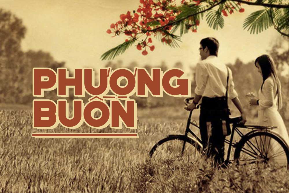 Khám Phá Lời Bài Hát Phượng Buồn – Tình Ca Của Tuổi Học Trò