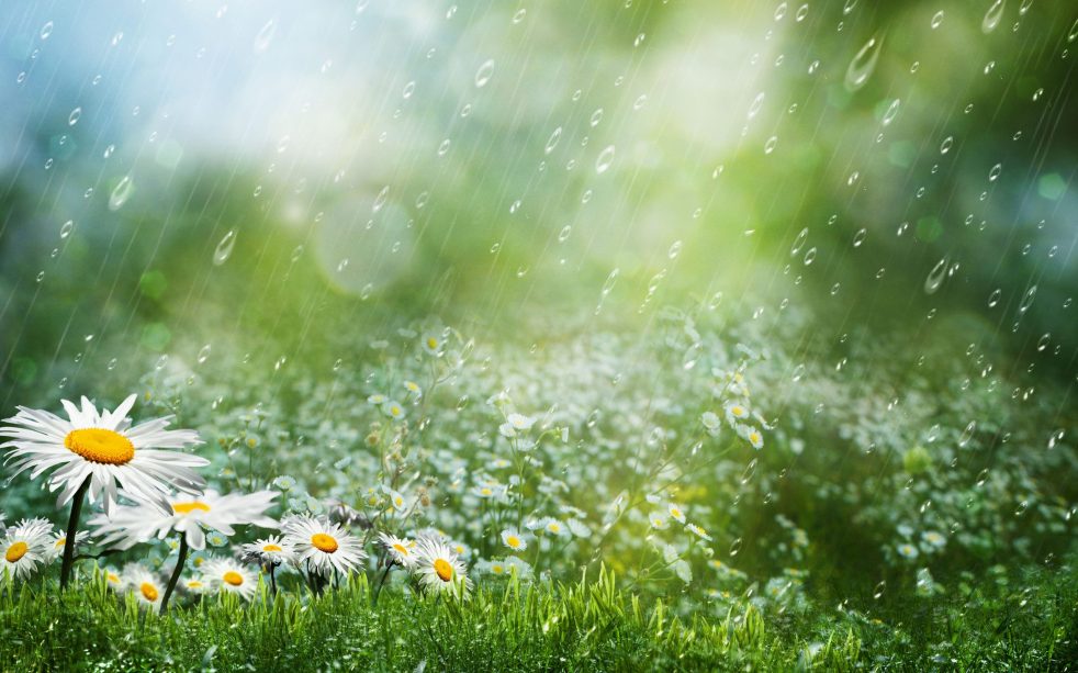 Hướng Dẫn Xin Phép Bản Quyền Bài Hát Chiều Mưa Đúng Luật
