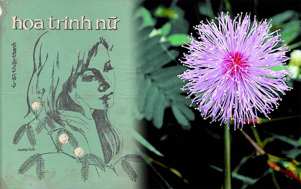 Lời Bài Hát Hoa Trinh Nữ – Nhạc Vàng Trữ Tình Bất Hủ