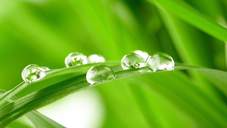Hướng Dẫn Xin Phép Bản Quyền Bài Hát Giọt Thu Đúng Luật