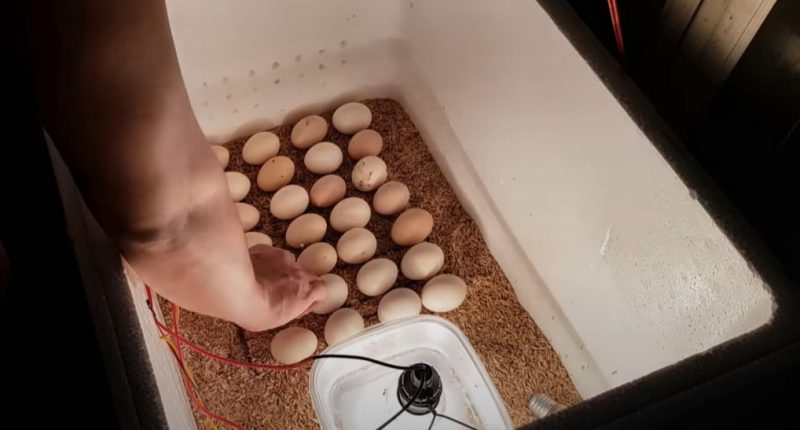 Ảnh minh họa về máy ấp trứng tự chế